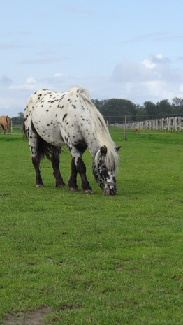 kleiner-onkel-ein-shetlandpony-das-2001-geboren-wurde-und-als-reitpony-eingesetzt-wird.jpg