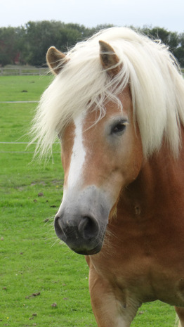 mirabella-ein-haflinger-zum-kutsche-fahren-geboren-2007.jpg