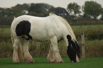 myrrdin-der-2003-geborene-irishe-tinker-wird-als-reit-und-voltigierpferd-genutzt.jpg