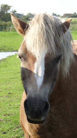 pummel-ein-2000-geborener-haflinger-mix-welche-im-reit-und-kutschbetrieb-laeuft.jpg