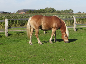 tina-ein-haflinger-zum-kutsche-fahren-geboren-2002.jpg